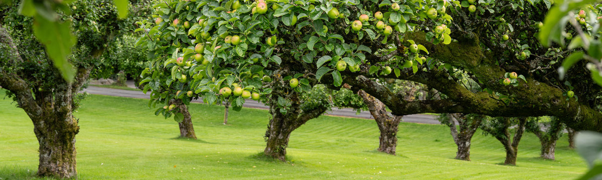 Plantes pour un jardin fruitier