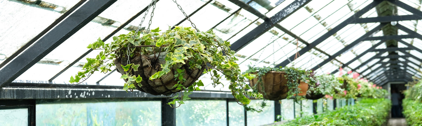 Plantes retombantes