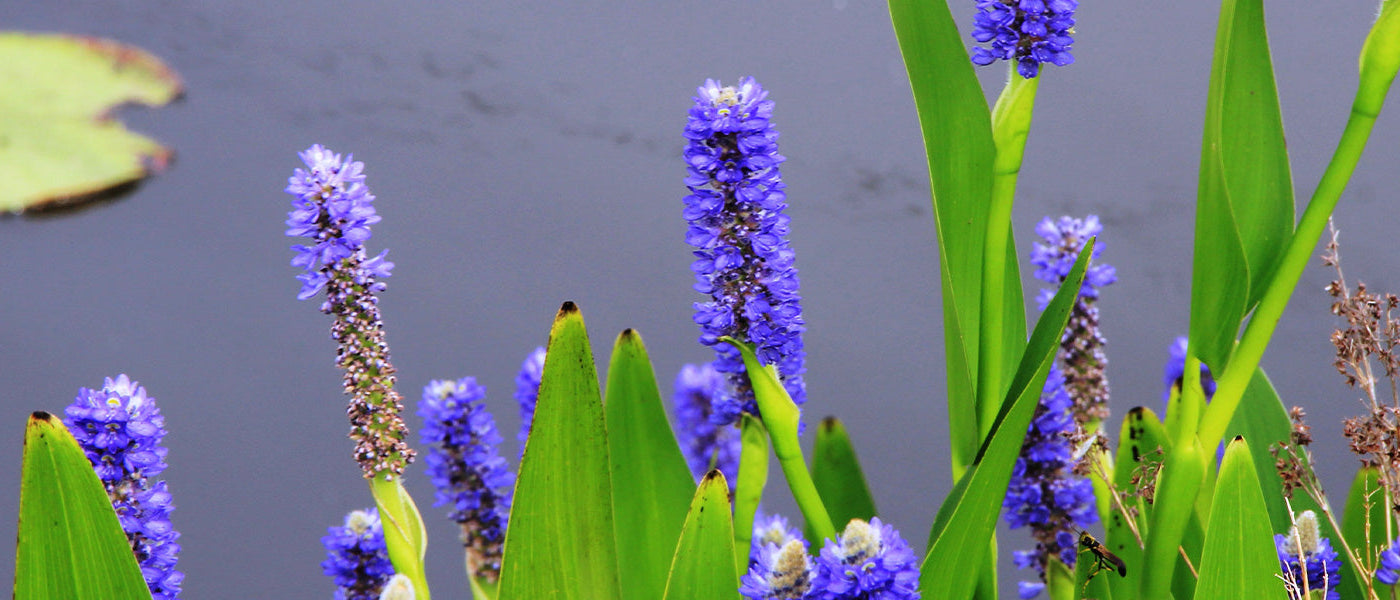 Pontédérie à feuilles en cœur - Pontederia cordata