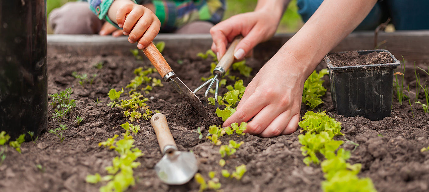 Potager Facile