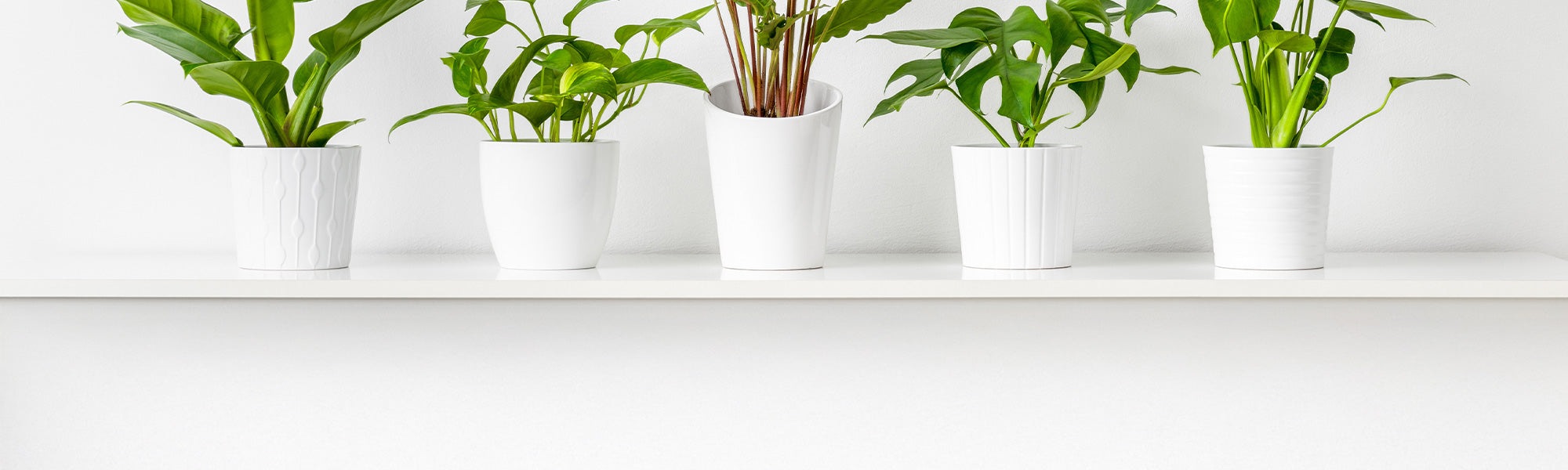 Pots vases suspensions et accessoires