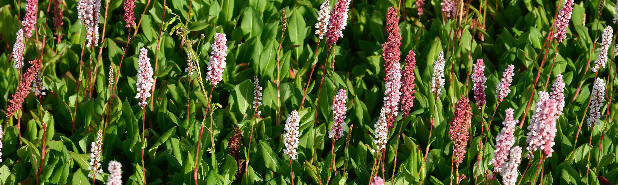 Renouée - Persicaria