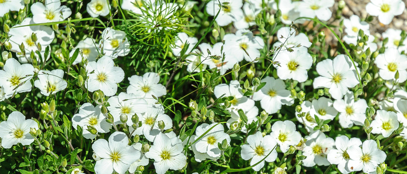 Sabuline des montagnes - Arenaria montana