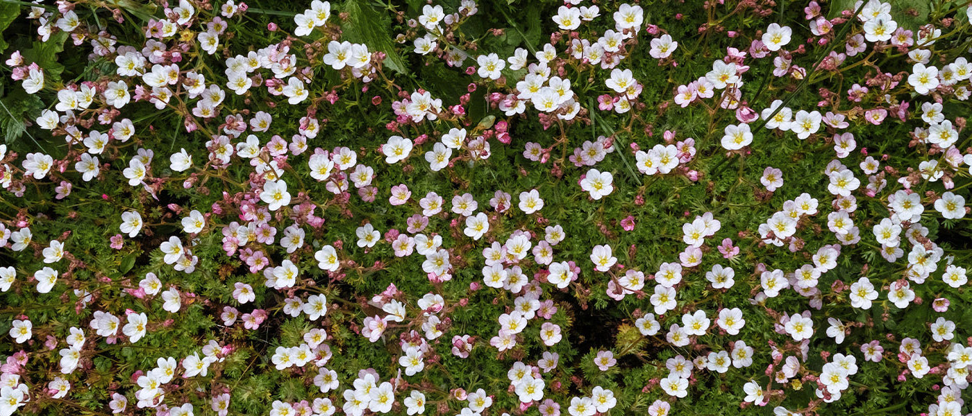 Saxifrage paniculée - Saxifraga paniculata