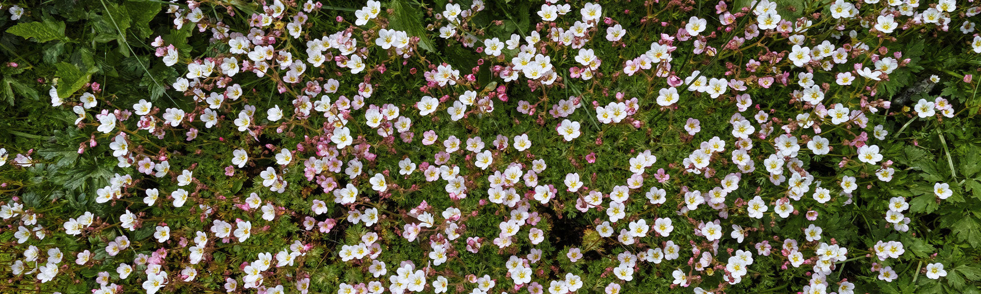 Saxifrage stolonifère - Saxifraga stolonifera