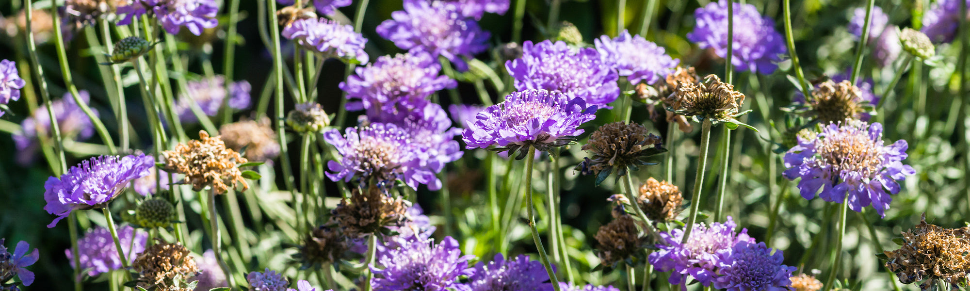 Scabieuse jaune pâle - Scabiosa ochroleuca