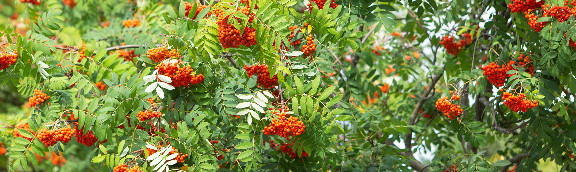 Sorbus
