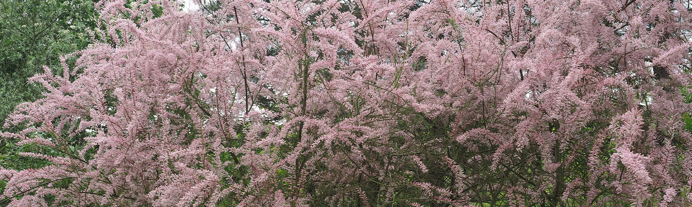Tamaris - Tamarix