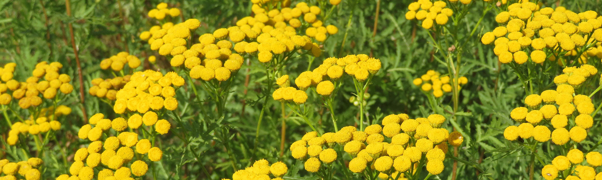 Tanaisie - Tanacetum