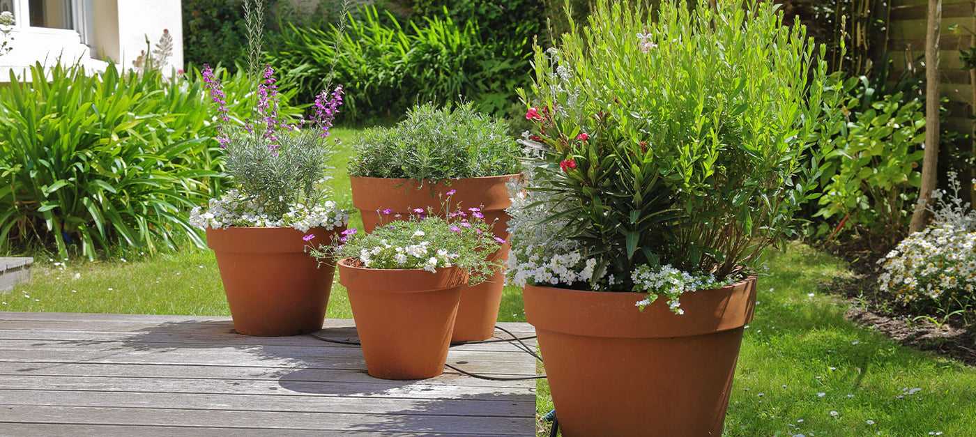 Terrasse : plantes en pot