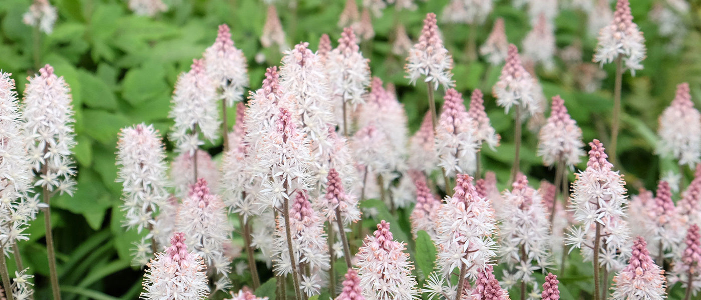 Tiarelle - Tiarella
