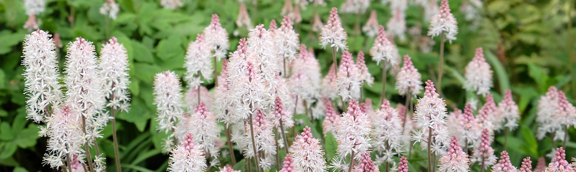 Tiarelle - Tiarella