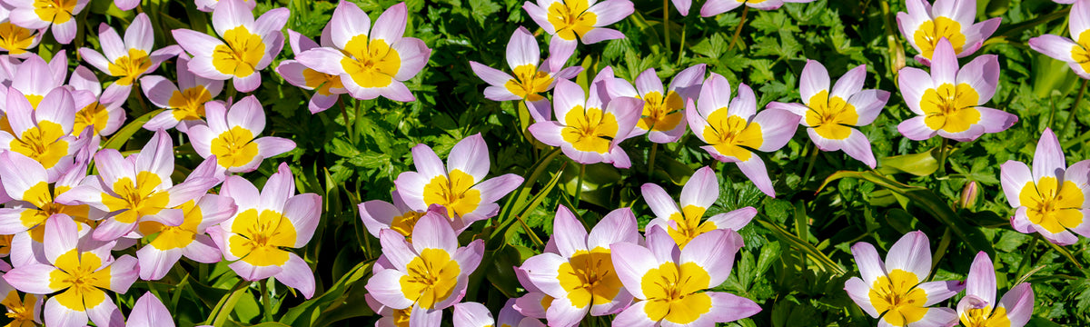 Tulipe Botanique