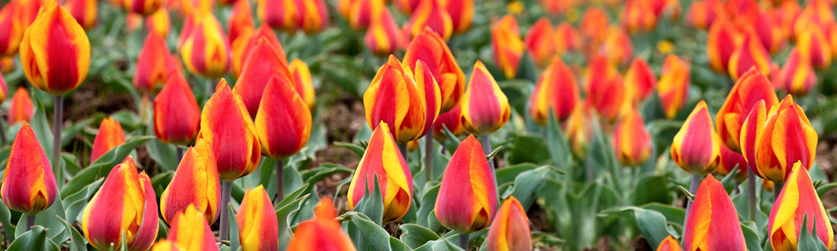 Tulipe Darwin
