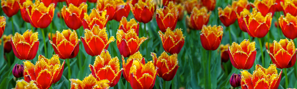 Tulipe Frangée