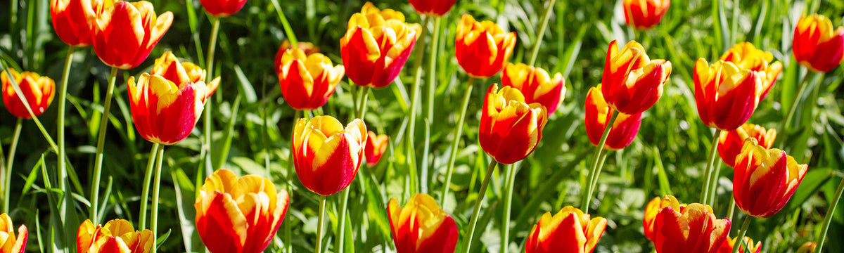 Tulipe Longue tige