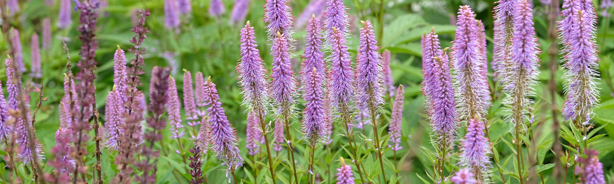 Véronique de Virginie