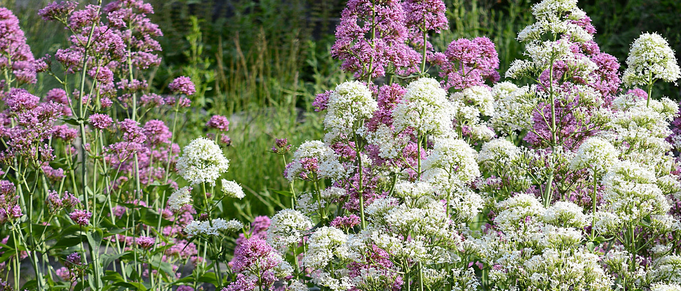 Valériane officinale - Valeriana officinalis