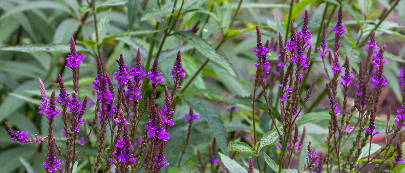 Verveine hastée - Verbena hastata