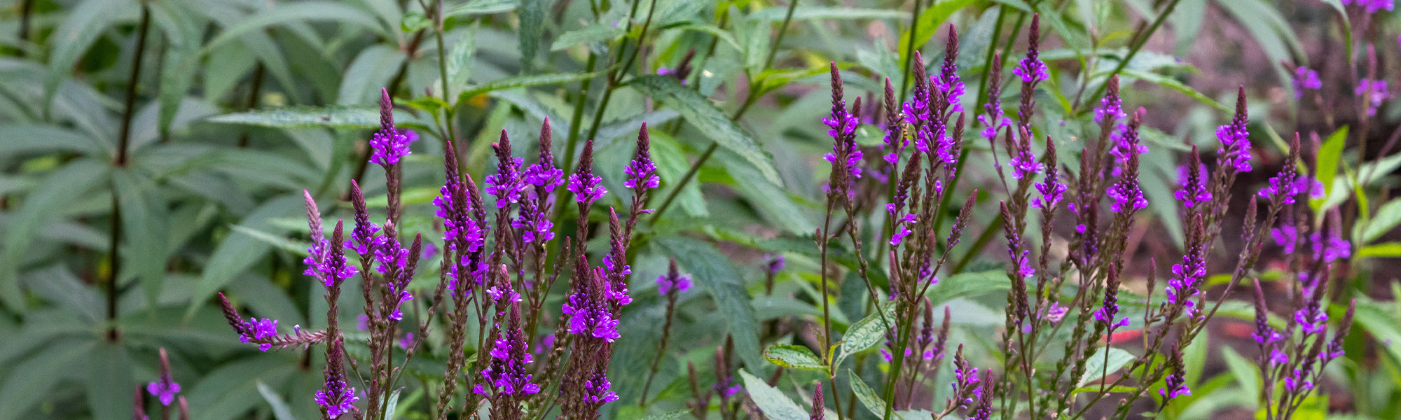 Verveine rigide - Verbena rigida