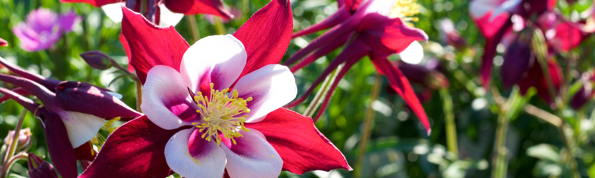 Ancolie des Alpes - Aquilegia alpina