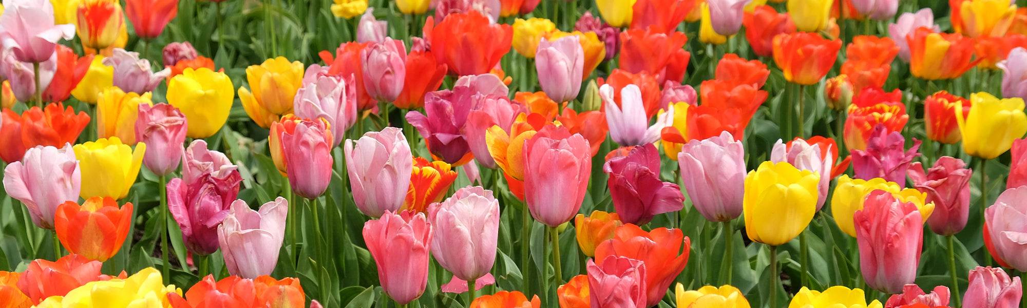 Tulipe de Foster - Tulipa fosteriana