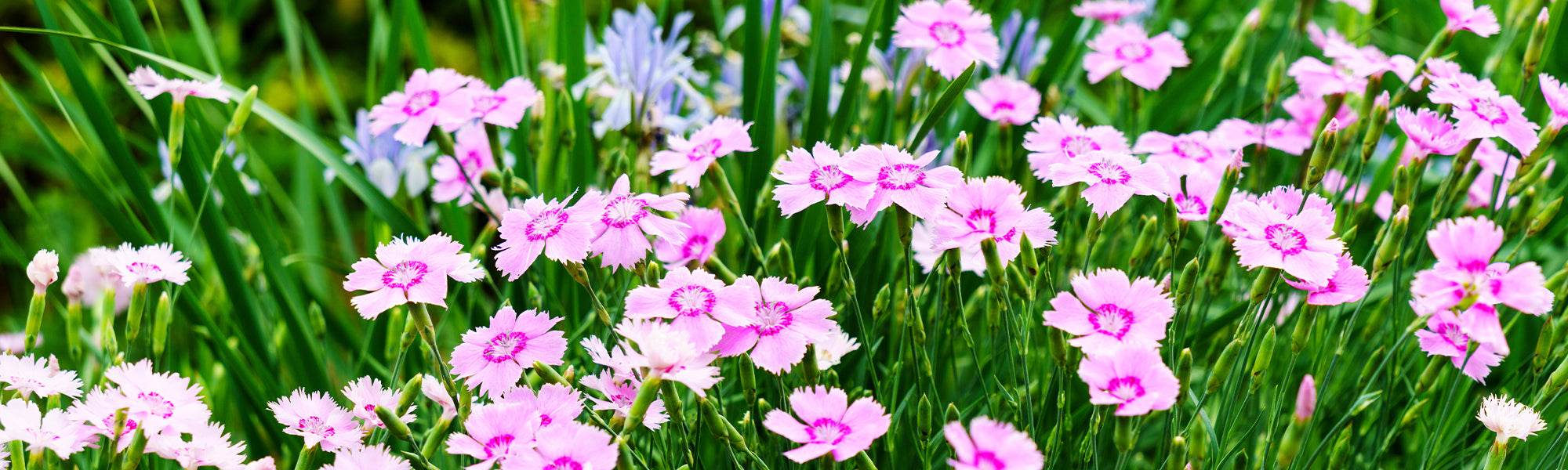 Œillet couché - Dianthus deltoides