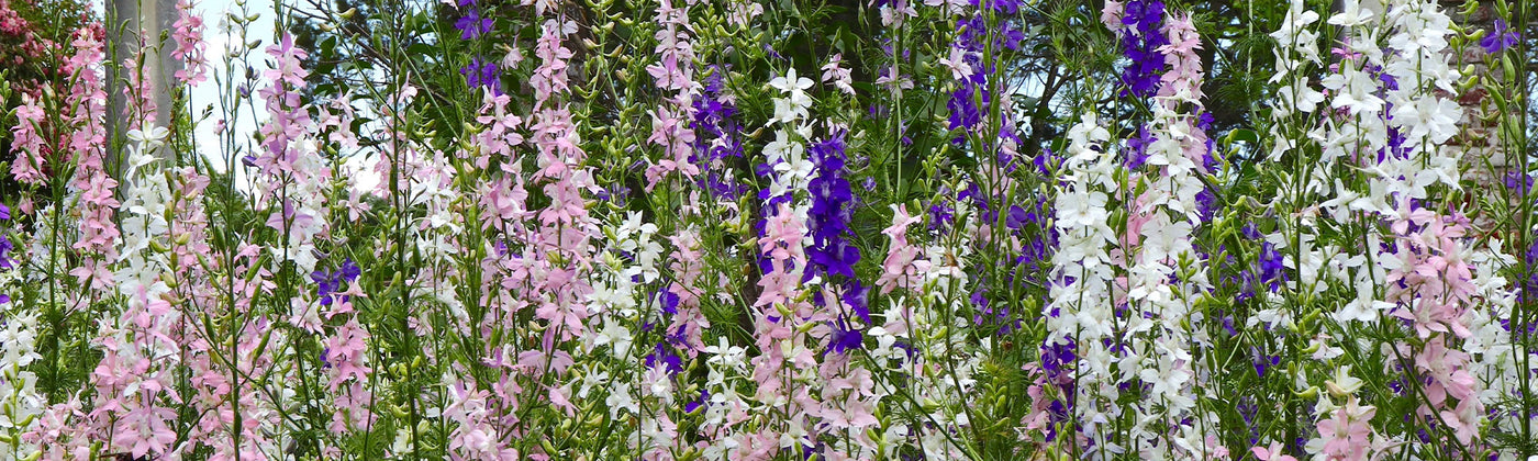Delphinium