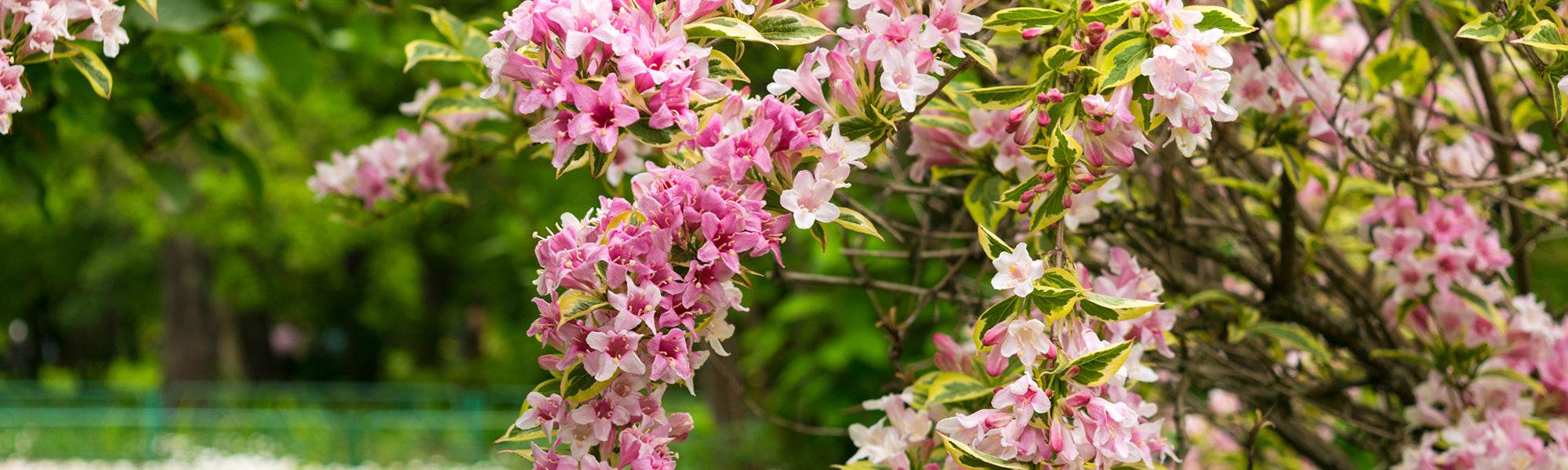 Weigélie de Middendorff - Weigela middendorffiana