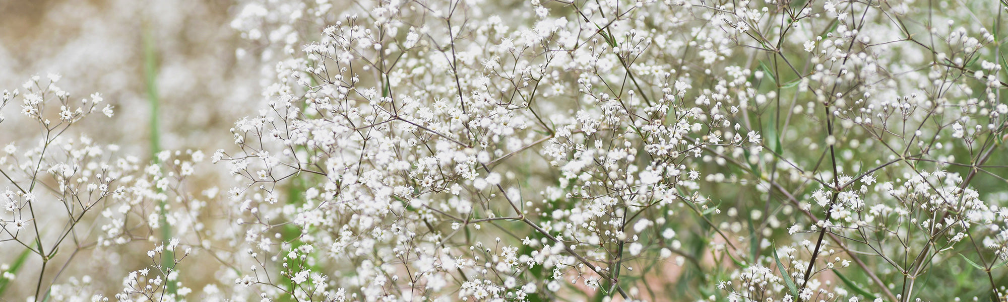 Gypsophile paniculée - Gypsophila paniculata
