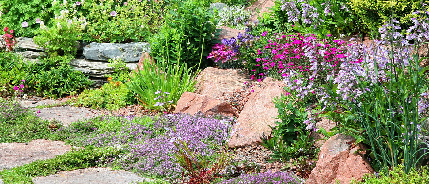 plantes de rocailles