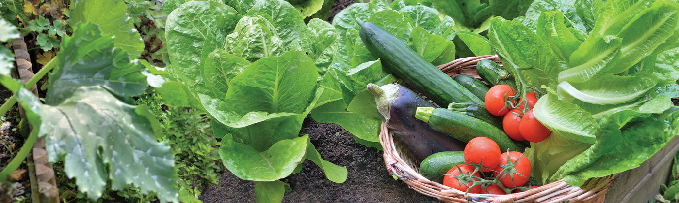 Autres plants potagers
