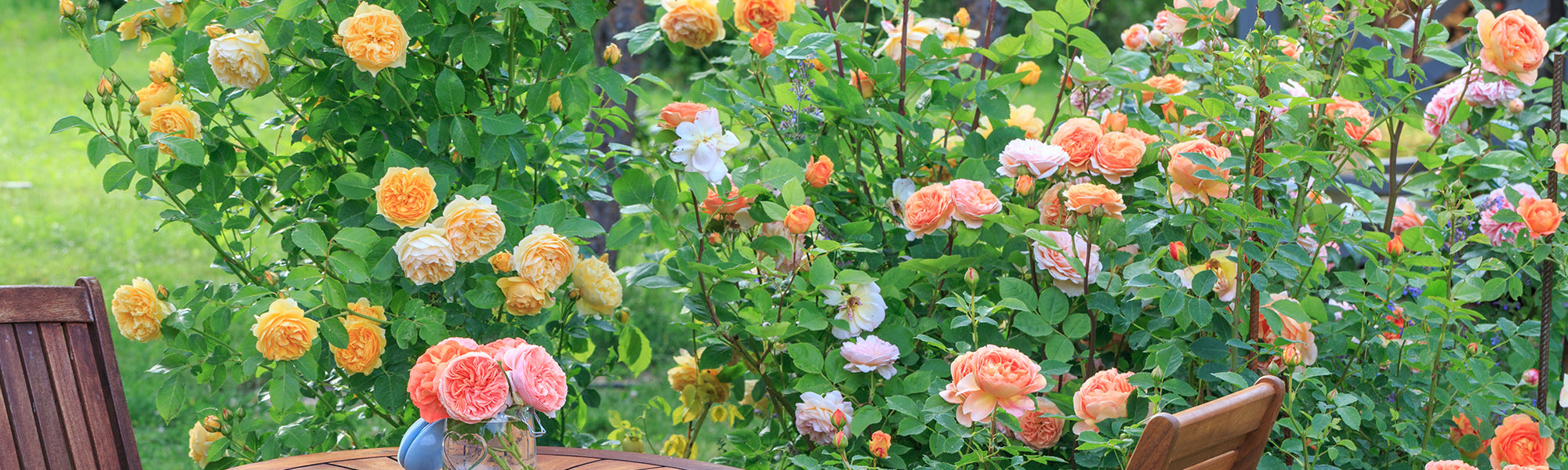 rosiers à grandes fleurs