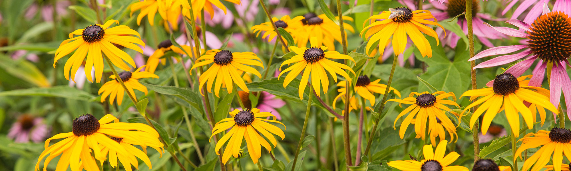 Rudbeckie à feuilles veloutées - Rudbeckia subtomentosa