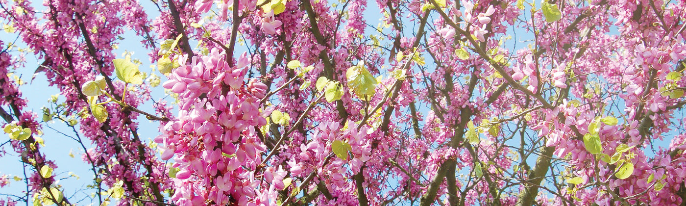 Arbre de judée