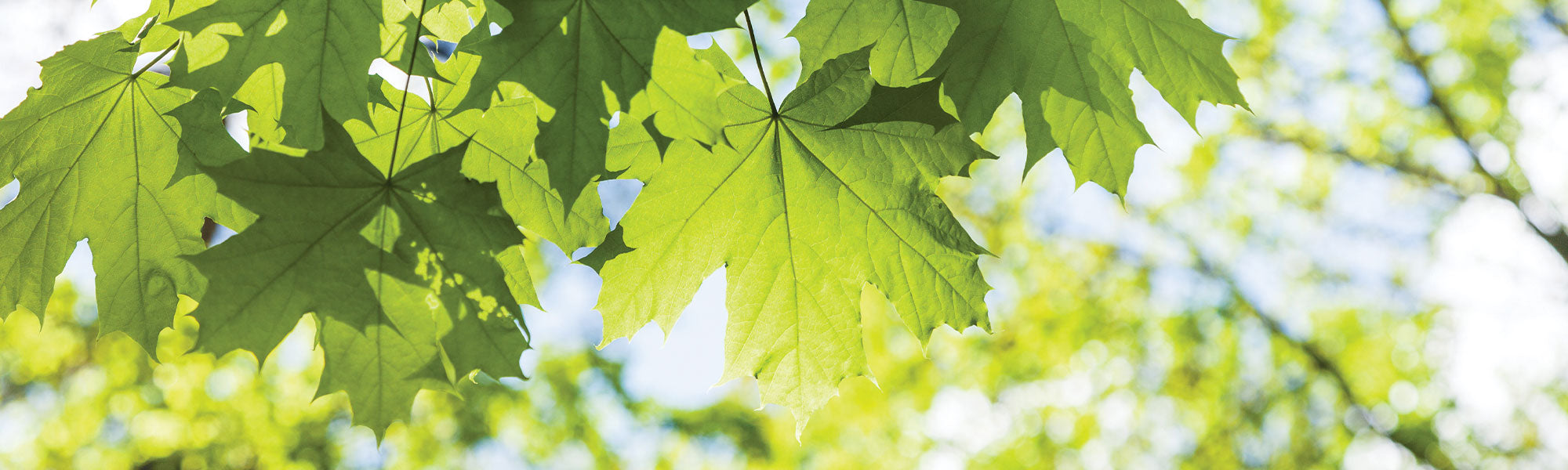 Érable sycomore - Acer pseudoplatanus
