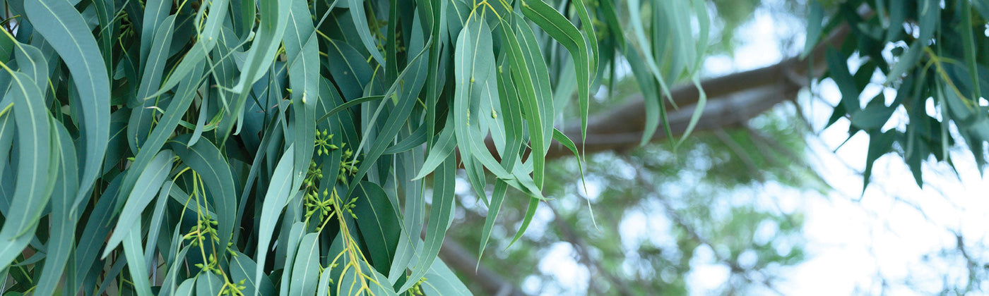 Eucalyptus