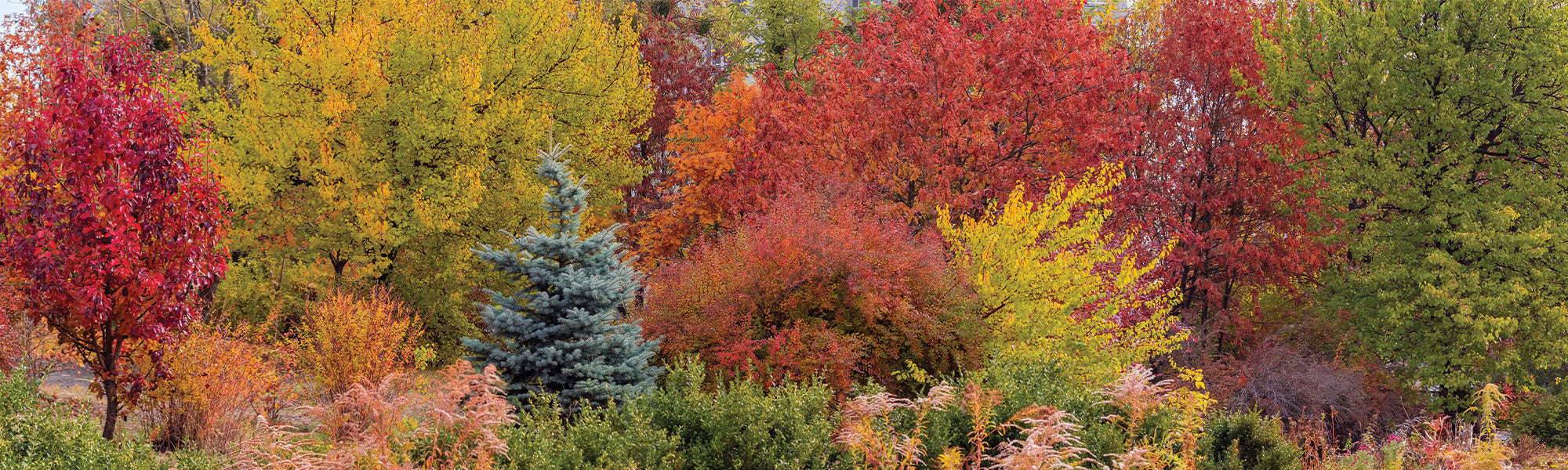 Copalme d'Amérique - Liquidambar styraciflua