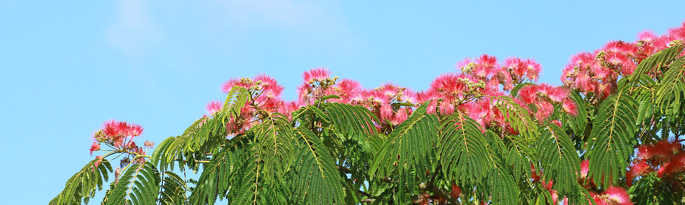 Albizia