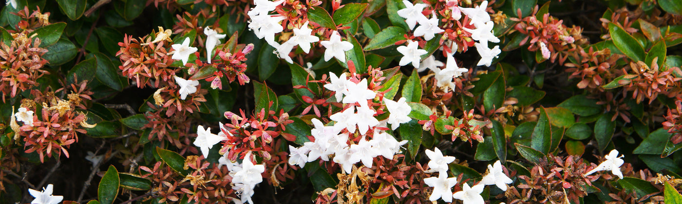 Abelia