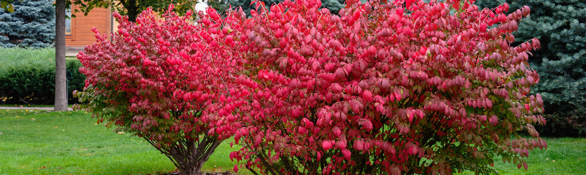 Fusain d'Europe - Euonymus europaeus