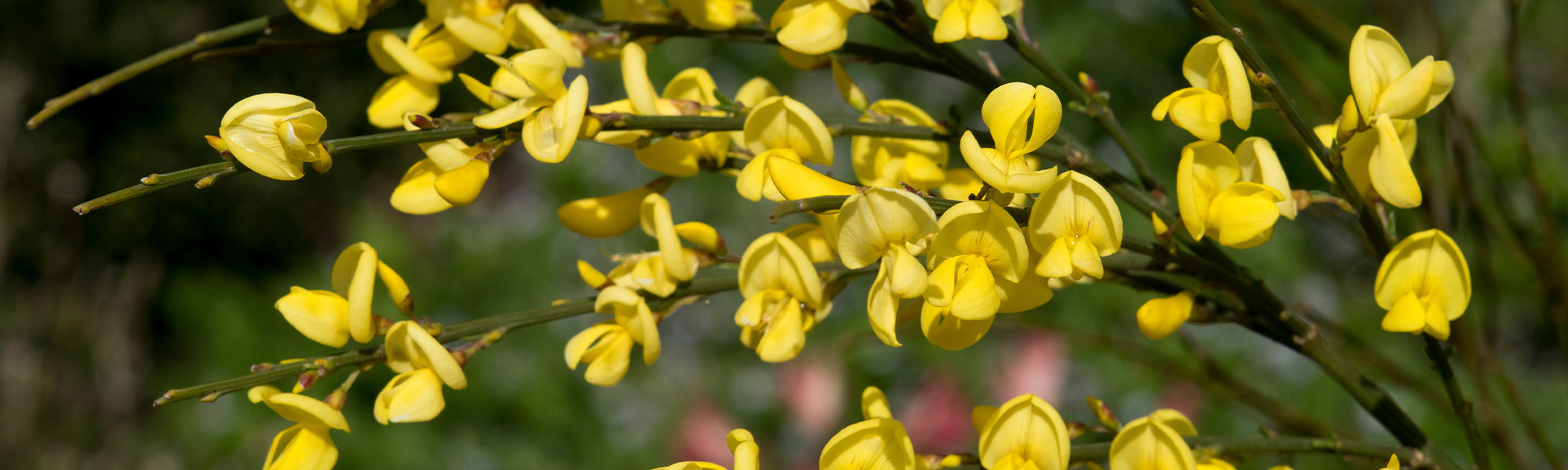 Genêt d'Espagne - Genista hispanica