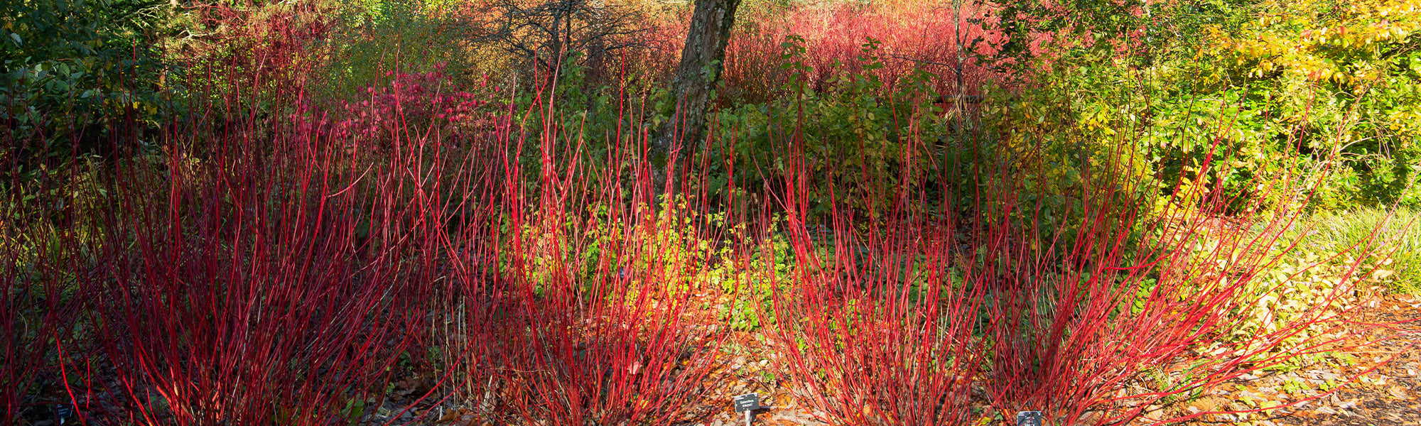 Cornouiller blanc - Cornus alba