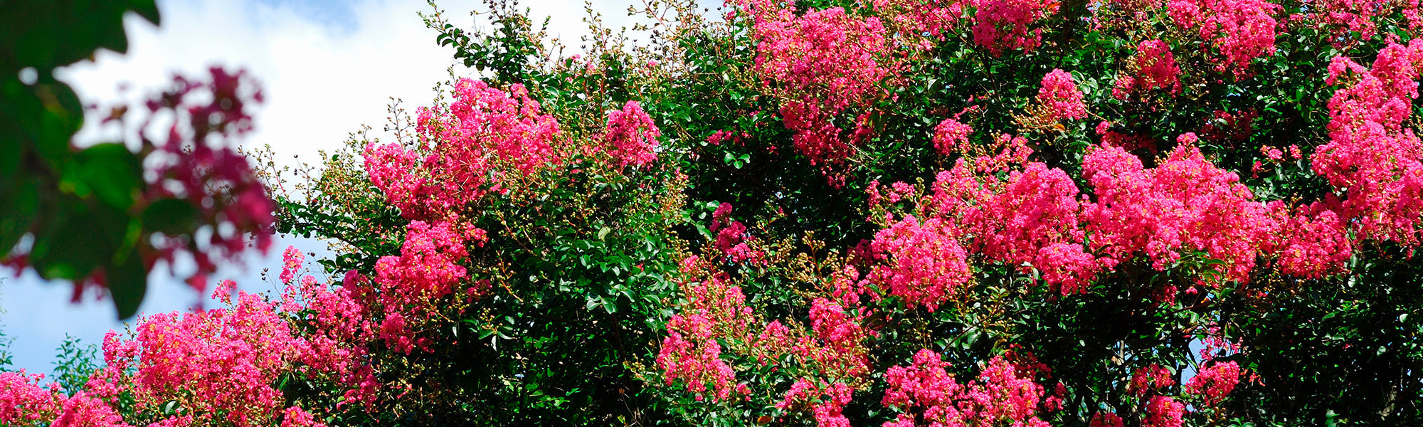 Lilas et lilas des Indes