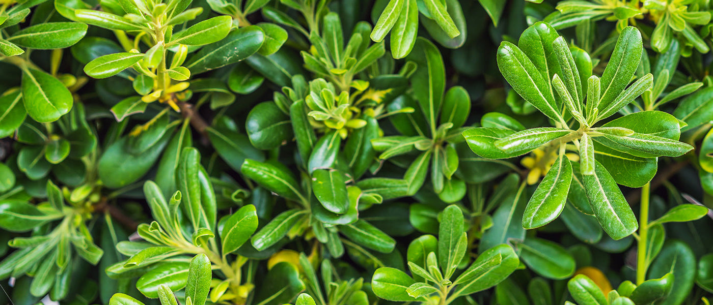 Pittospore à feuilles fines - Pittosporum tenuifolium