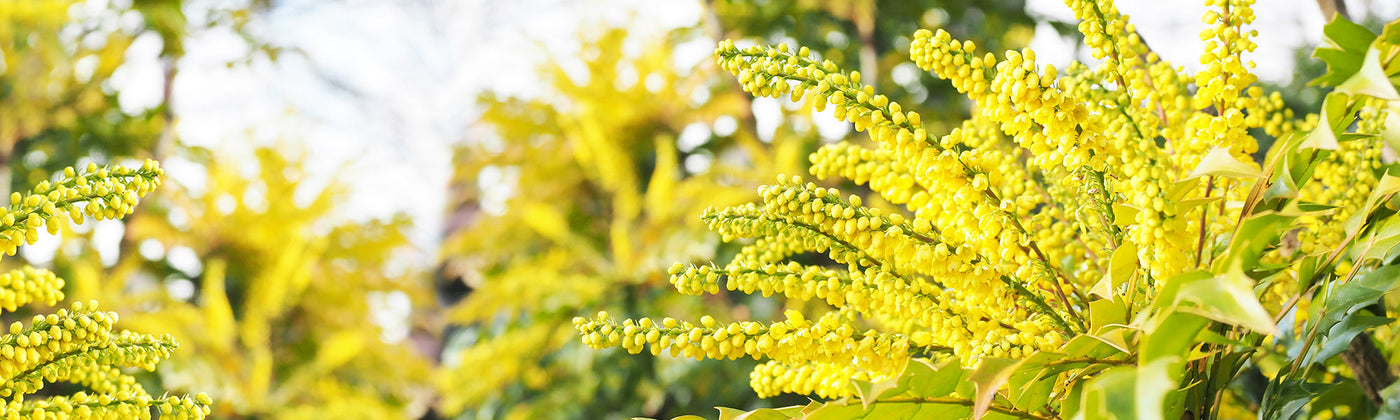 Mahonias