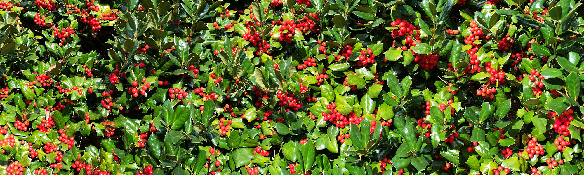 Houx commun - Ilex aquifolium