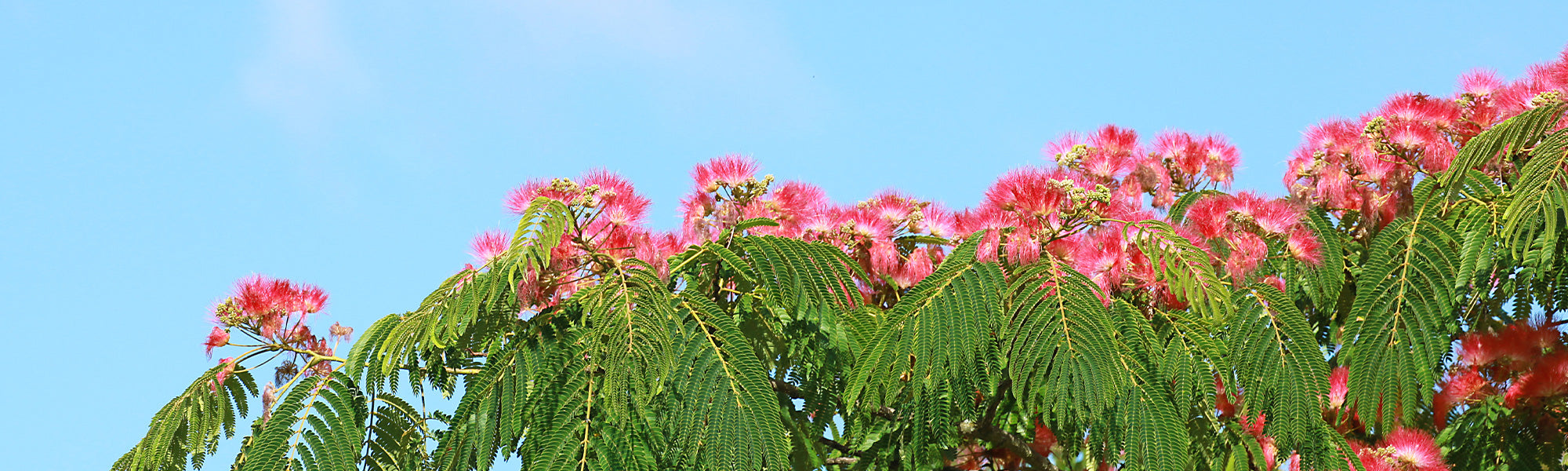 arbre feuilles roses