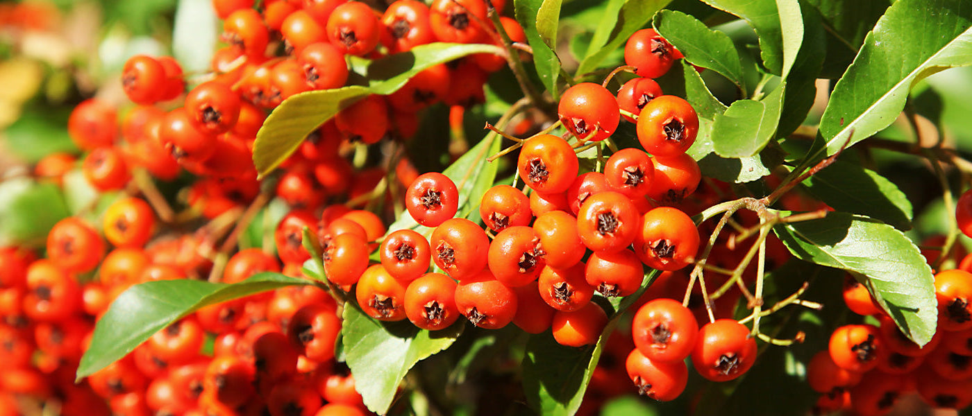 Buisson ardent Pyracantha