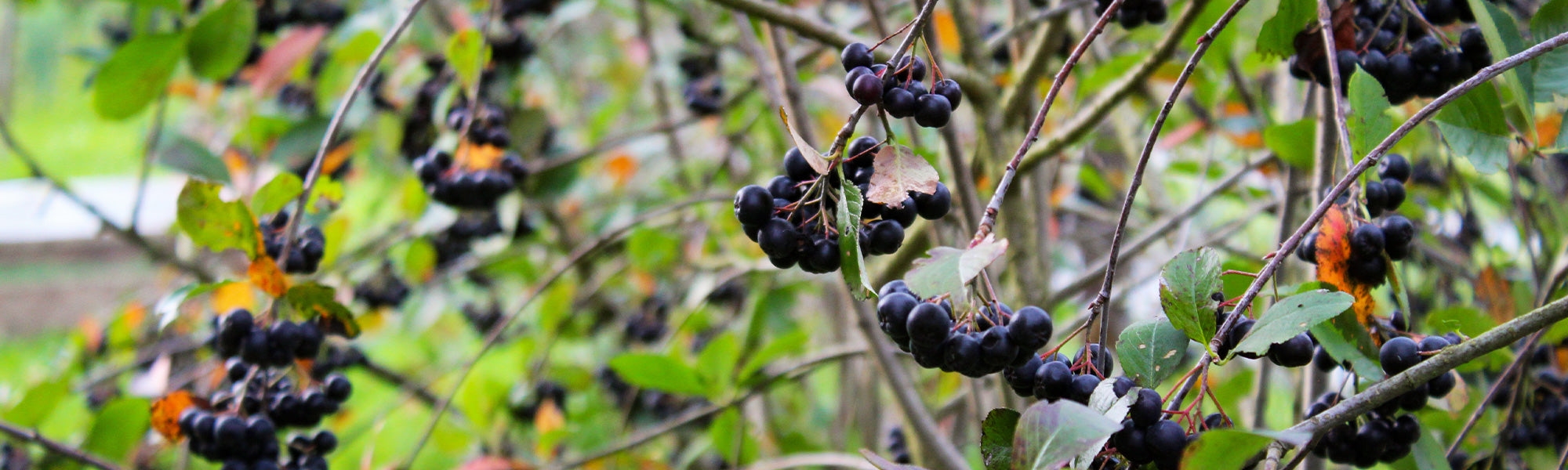 Aronie rouge - Aronia arbutifolia